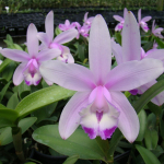 Cattleya intermedia